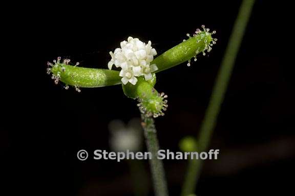 adenocaulon bicolor 2 graphic